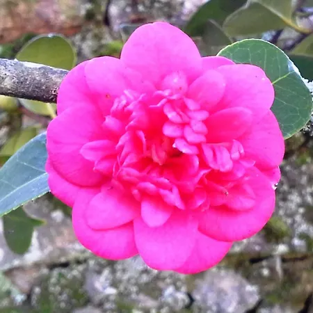 Ferienhaus Grosses Renoviertes In By Interhome Tondela