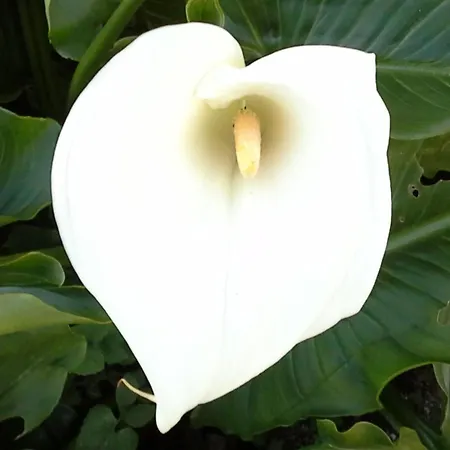 Grosses Renoviertes In By Interhome