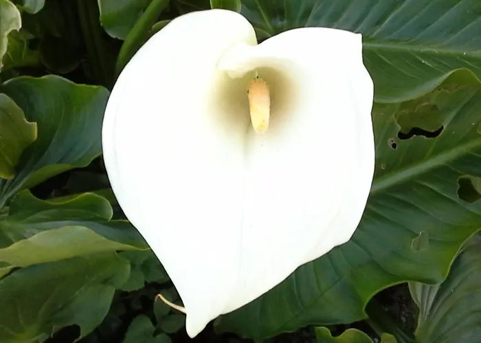 Grosses Renoviertes In By Interhome